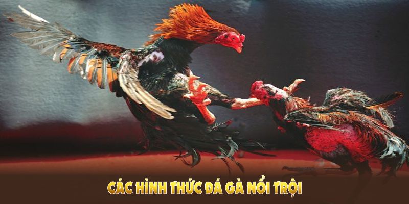 Tìm hiểu các hình thức Đá Gà 88Bet cho người yêu thể thao