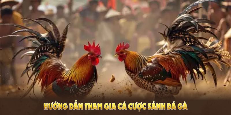 Hướng dẫn tham gia Đá Gà 88Bet để bạn bắt đầu thuận tiện